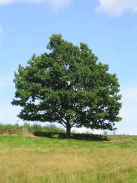 Einzelbaum bei Großdehsa