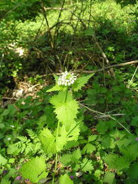 Knoblauchrauke am Löbauer Berg