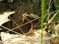 Waldfrosch am Löbauer Berg