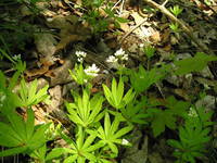 Waldmeister im Höllengrund